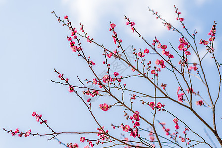 红腊梅画素材盛开的红梅花背景