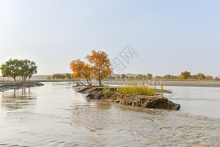 新疆塔里木河风光图片