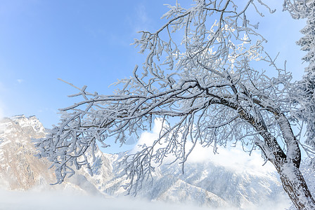 天山雪菊新疆天山雾凇背景