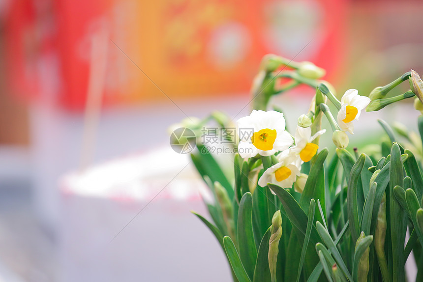 新年盛开的水仙花图片