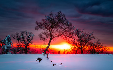 冬季深林雪景冬天雪景风光背景