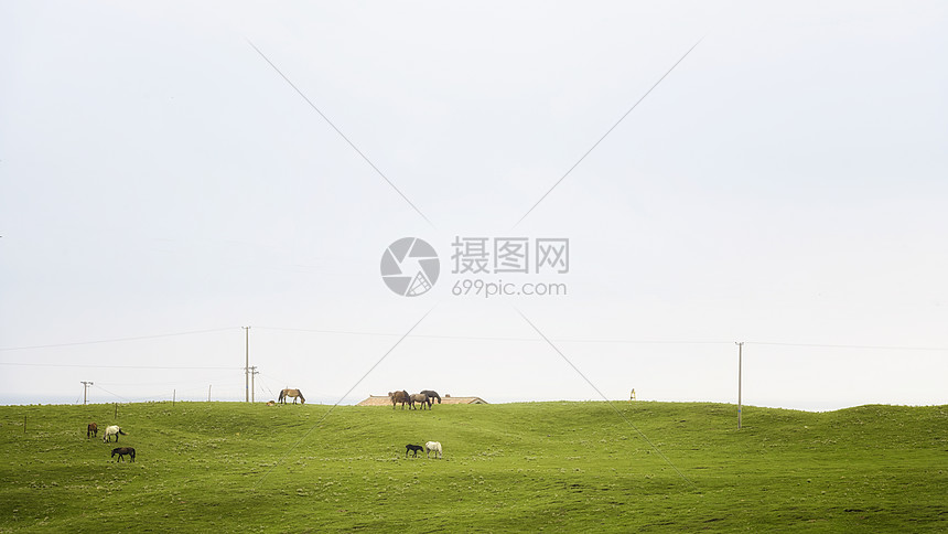 青海湖草原图片