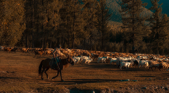 新疆牧羊人图片