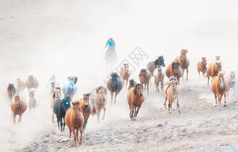 內蒙古坝上大草原奔腾的马图片