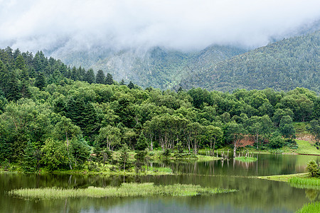 树木风景云南普达措国家公园背景