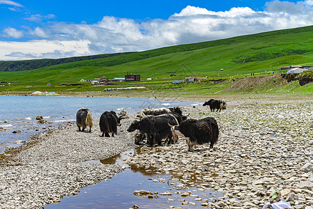 青海湖旁的牦牛背景图片