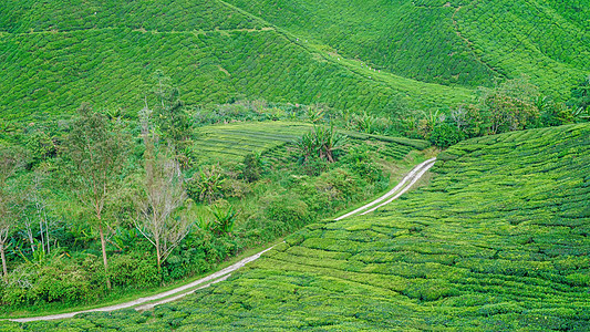 马来西亚茶园BOH背景图片