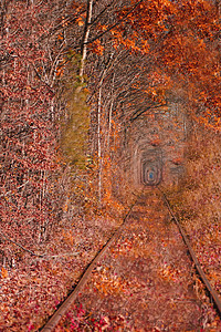 森林隧道 乌克兰乌克兰爱情隧道背景