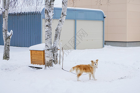 雪地汪日本厕所高清图片