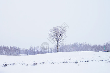 日本北海道富良野雪景图片