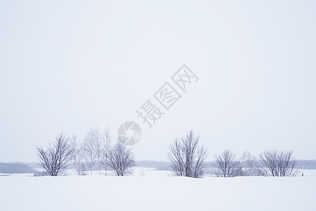 日本北海道富良野雪景图片