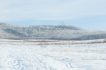 冬季内蒙古雾凇白桦林风光图片