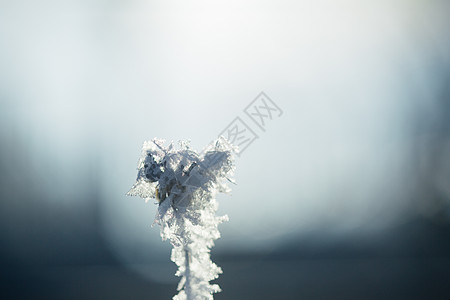 树枝雾凇雪花特写图片