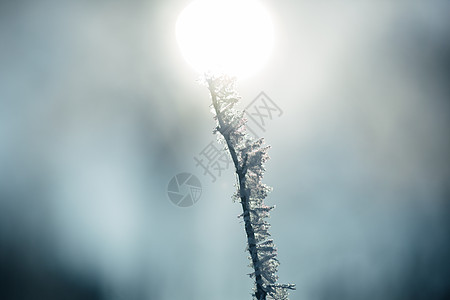 树枝雾凇雪花特写图片