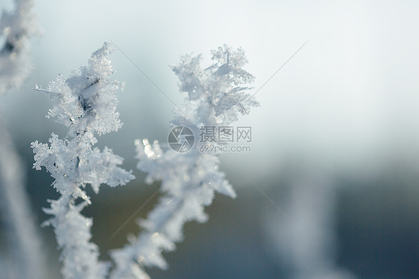 树枝雾凇雪花特写图片