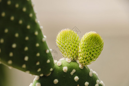 厦门植物园仙人掌高清图片