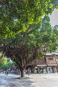 福州百年大榕树背景图片