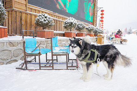 狗拉爬犁东北雪乡高清图片