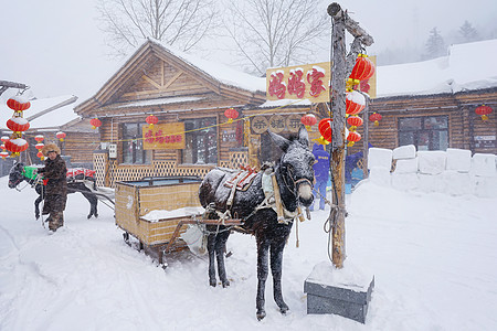 雪乡驴背景图片