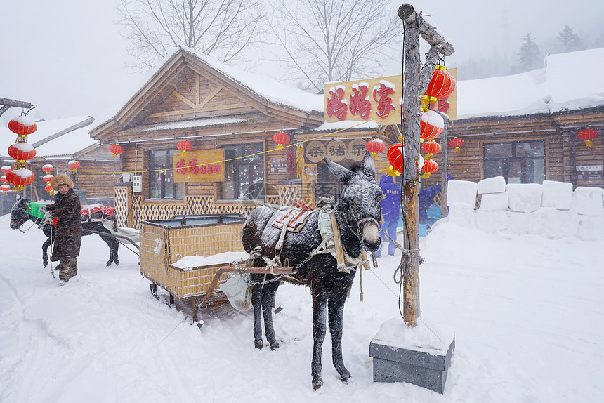 雪乡驴图片