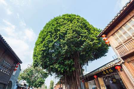 福州风景名胜福州榕树背景