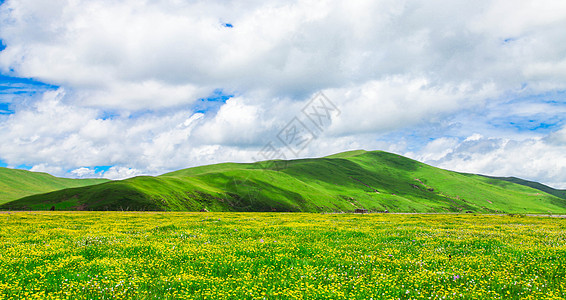 红原大草原红原花海背景