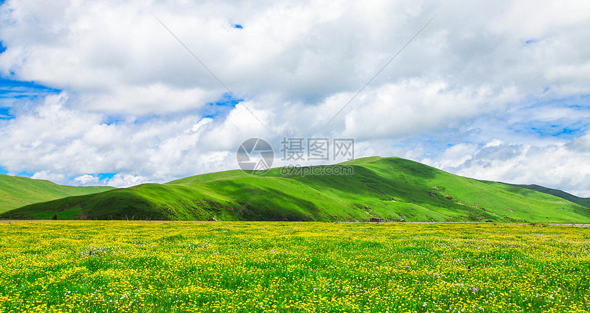 红原花海图片