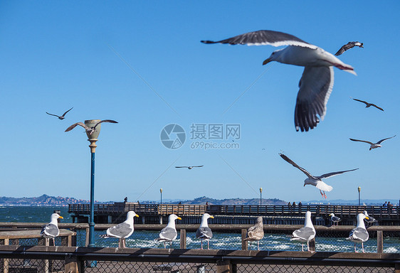 美国旧金山渔人码头海鸥图片