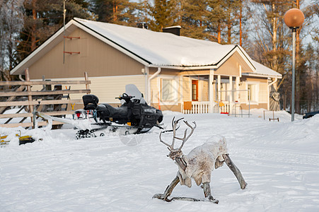 芬兰家庭小院中的麋鹿摇椅和雪地摩托高清图片