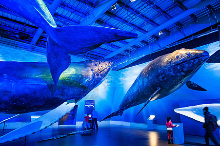 冰岛雷克雅未克鲸鱼博物馆背景