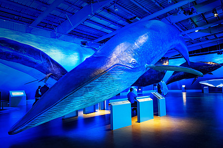 冰岛雷克雅未克鲸鱼博物馆图片