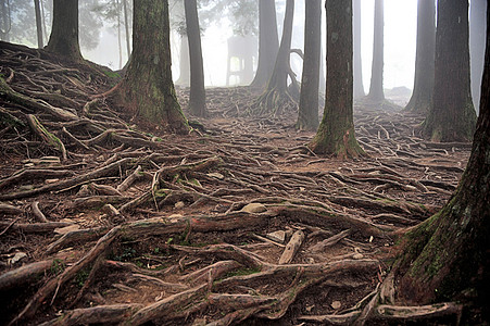 大树树根台湾嘉义阿里山森林神木背景