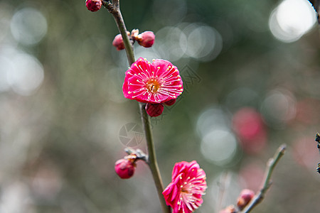 梅花图片