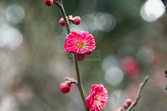 梅花图片