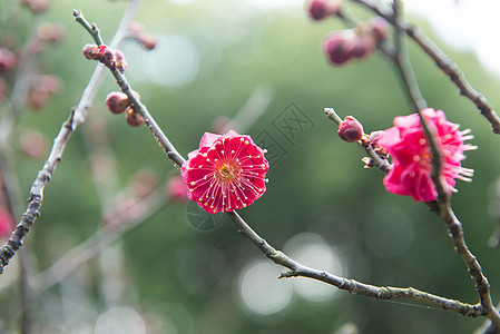 腊梅花梅花背景