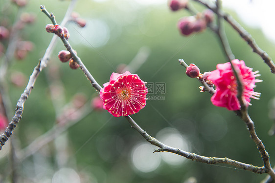 梅花图片