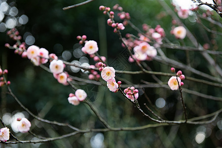 梅花图片