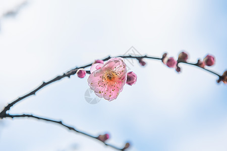 梅花图片