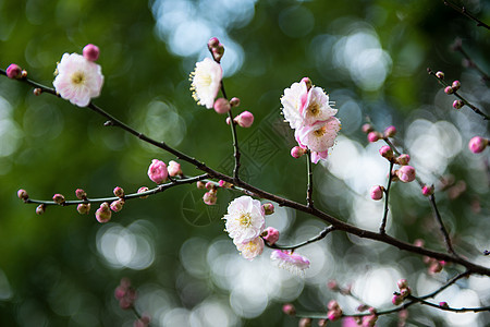 梅花图片