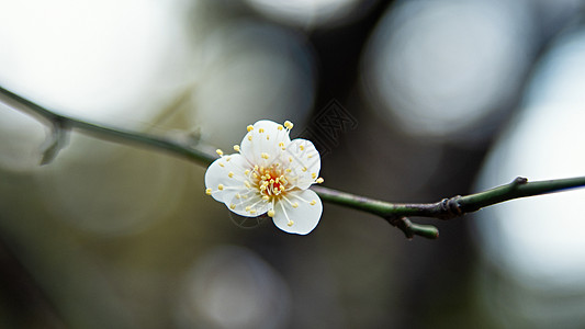 梅花图片