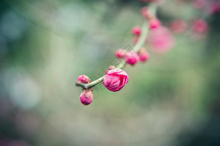 含苞待放的梅花图片