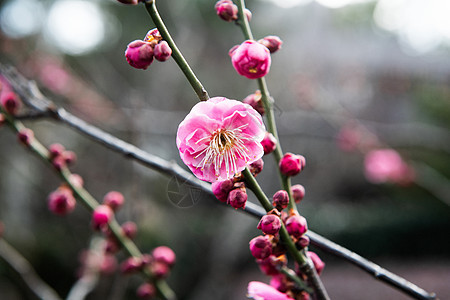 梅花图片