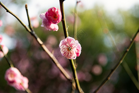 梅花图片