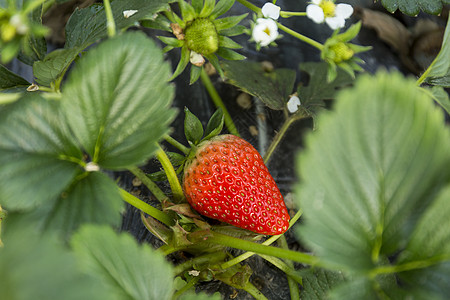 新鲜草莓草莓园背景