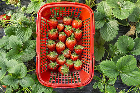 草莓园水果草莓园高清图片