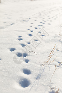 雪地里的脚印图片