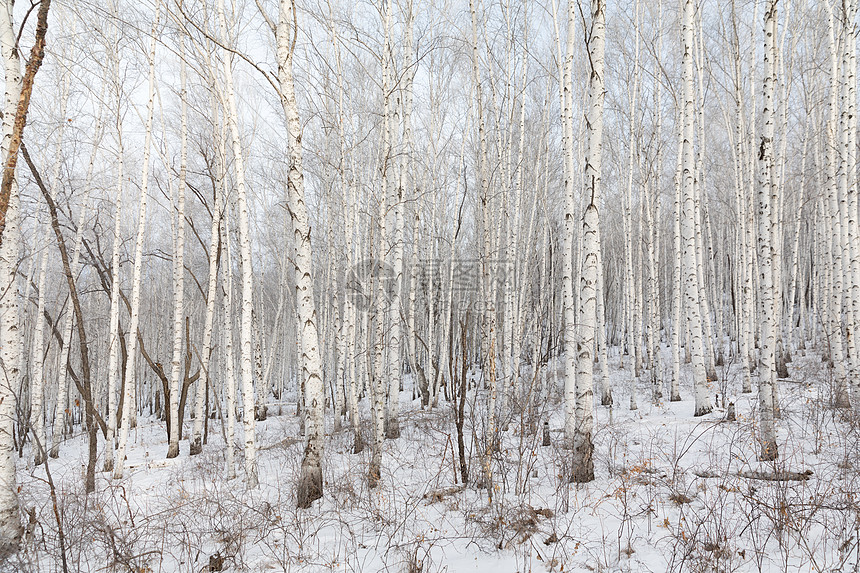 雪地里的白桦林图片