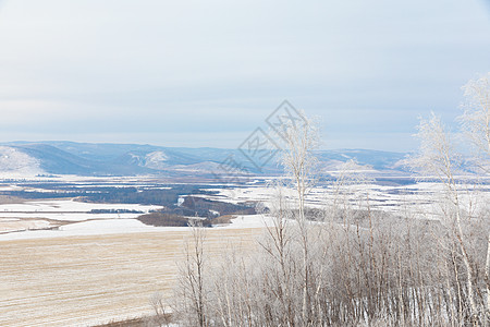 雪地里的白桦林高清图片