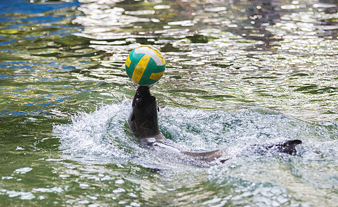 海豹玩球海狮背景