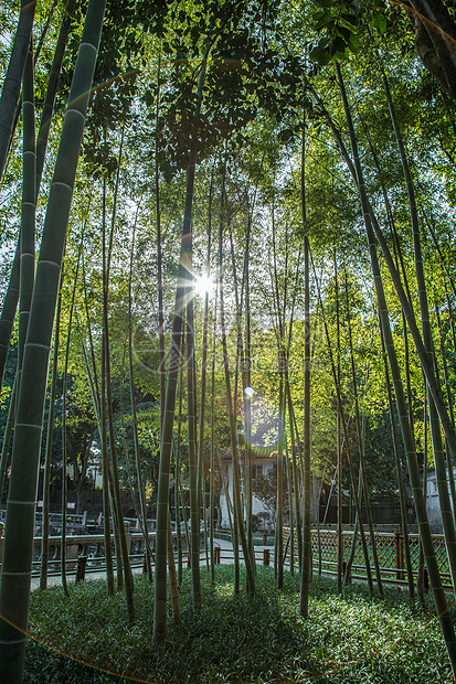 福州西禅寺百年竹林图片